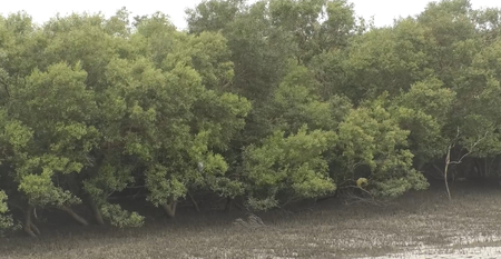 Gujarat leads nation in mangrove cultivation under ‘MISHTI’ scheme