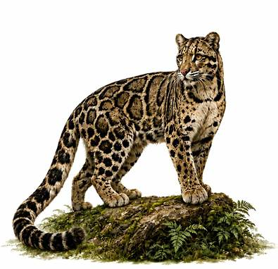 Habitat protection part of clouded leopard conservation plan: Centre