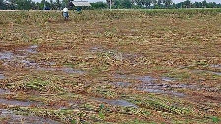 Rajasthan tops country with over 10 million hectares under crop insurance