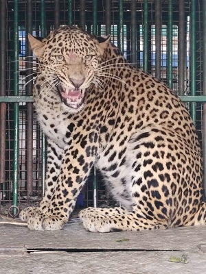 Two leopards captured in J&K’s Budgam