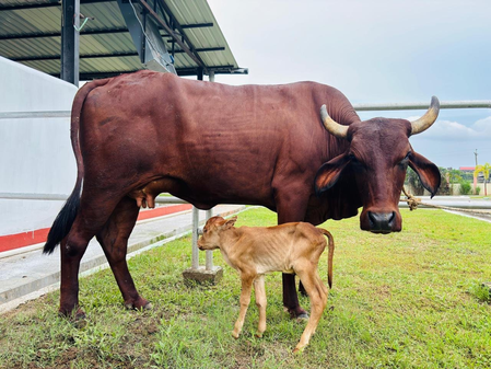 Assam achieves historic milestone with IVF-born indigenous Lakhimi calf: CM Sarma