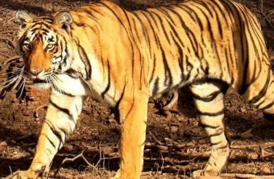 Tigress captured after wandering close to residential areas in Karnataka’s Chamarajanagar