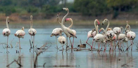 Tamil Nadu: Perungulam tank moves closer to Ramsar recognition