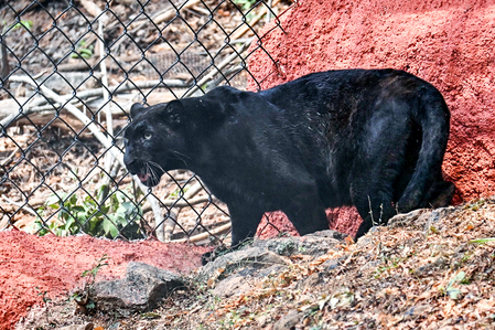 Rajasthan: Panther, which injured five, captured in Udaipur