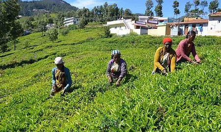 Rainfall deficit impacts tea leaf output in TN’s Nilgiris
