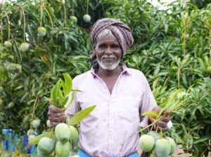 APEDA facilitates first-ever air export of Karnataka’s Neelam, Totapuri mangoes to Maldives