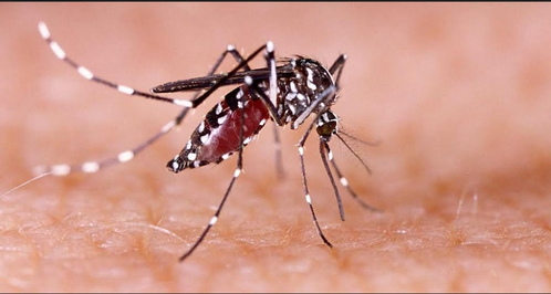 KMC, Metro Railway Kolkata start special drive to eradicate dengue
