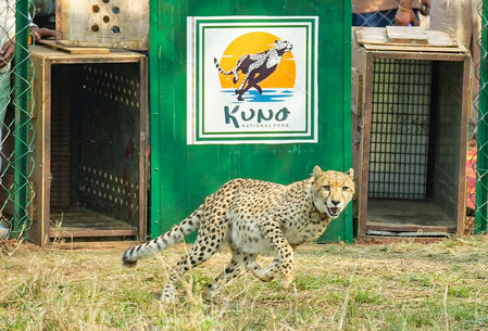 Project Cheetah marks four years: India’s population stands at 52