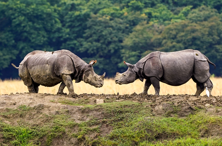 Assam to set up state-of-the-art wildlife safari in Dibrugarh