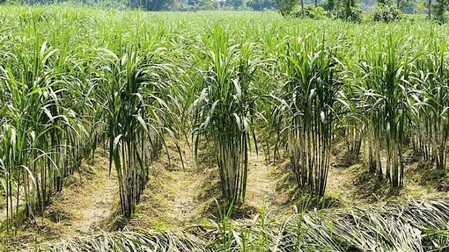 TN: Water scarcity threatens 4000 acres of sugarcane in Madurai