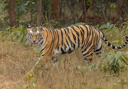 Tiger capture operation launched in TN’s Gudalur Vimalagiri after cattle attacks
