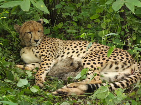 India-born cheetah gives birth to four cubs at Kuno National Park; population rises to 56
