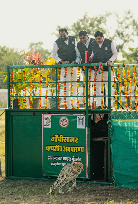 Madhya Pradesh: CM Mohan Yadav releases female cheetah into Gandhi Sagar sanctuary