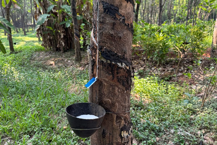 TN: Rubber prices rise in Kanyakumari as heat reduces latex output