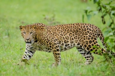 Leopard enters Kota’s Chhatra Vilas Garden, climbs 40-foot Jamun tree