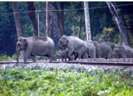 NFR saves 255 elephants from train collisions through wildlife protection measures
