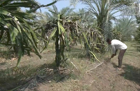 In Gujarat village, one farmer’s avocado crop draws fellow cultivators