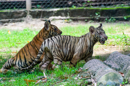 ‘Backhanded compliment’ for India’s wildlife conservation efforts gets vigorous pushback
